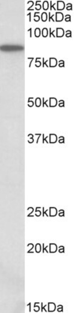 Invitrogen ALDH18A1 Polyclonal Antibody 100 &mu;g; Unconjugated:Antibodies,