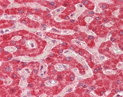 Invitrogen ALDH5A1 Polyclonal Antibody 100 &mu;g; Unconjugated:Antibodies,