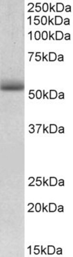 Invitrogen TRIM72 Polyclonal Antibody 100 &mu;g; Unconjugated:Antibodies,