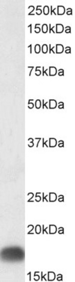 Invitrogen Dynactin 3 Polyclonal Antibody 100 μg; Unconjugated:Antibodies,