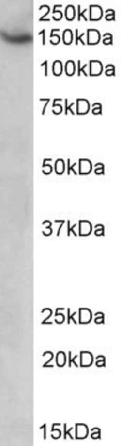 Invitrogen AGTPBP1 Polyclonal Antibody 100 &mu;g; Unconjugated:Antibodies,