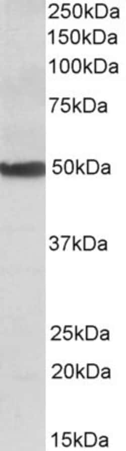 Invitrogen CYP24A1 Polyclonal Antibody 100 &mu;g; Unconjugated:Antibodies,