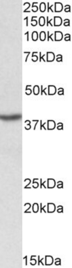 Invitrogen PCBP1 Polyclonal Antibody 100 &mu;g; Unconjugated:Antibodies,