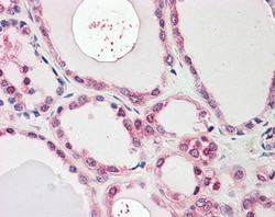 Invitrogen NEK7 Polyclonal Antibody 100 &mu;g; Unconjugated:Antibodies,