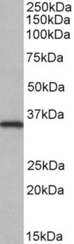 Invitrogen NEK7 Polyclonal Antibody 100 &mu;g; Unconjugated:Antibodies,