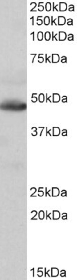 Invitrogen IDH2 Polyclonal Antibody 100 &mu;g; Unconjugated:Antibodies,