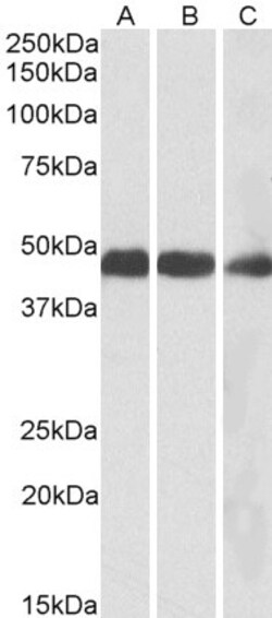Invitrogen IDH2 Polyclonal Antibody 100 &mu;g; Unconjugated:Antibodies,