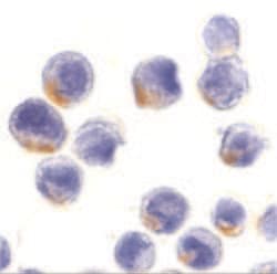 Invitrogen STAT1 Polyclonal Antibody 100 &mu;g; Unconjugated:Antibodies,