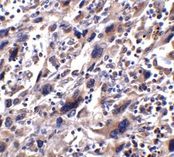 Invitrogen STAT1 Polyclonal Antibody 100 &mu;g; Unconjugated:Antibodies,