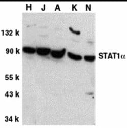 Invitrogen STAT1 Polyclonal Antibody 100 &mu;g; Unconjugated:Antibodies,