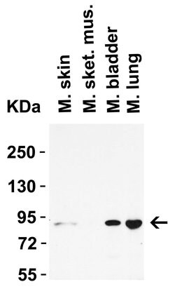 Invitrogen STAT1 Polyclonal Antibody 100 &mu;g; Unconjugated:Antibodies,