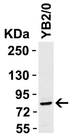 Invitrogen STAT1 Polyclonal Antibody 100 &mu;g; Unconjugated:Antibodies,