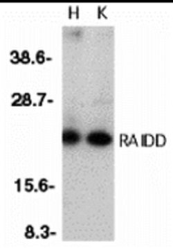 Invitrogen RAIDD Polyclonal Antibody 100 &mu;g | Buy Online | Invitrogen&trade; | Fisher Scientific