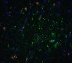 Invitrogen Neurturin Polyclonal Antibody 100 &mu;g; Unconjugated:Antibodies,