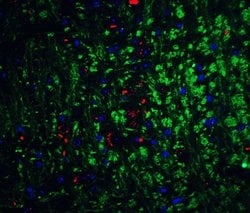 Invitrogen Neurturin Polyclonal Antibody 100 &mu;g; Unconjugated:Antibodies,