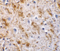 Invitrogen Neurturin Polyclonal Antibody 100 &mu;g; Unconjugated:Antibodies,