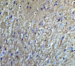 Invitrogen Neurturin Polyclonal Antibody 100 &mu;g; Unconjugated:Antibodies,