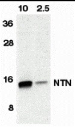 Invitrogen Neurturin Polyclonal Antibody 100 &mu;g; Unconjugated:Antibodies,