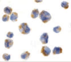 Invitrogen Eotaxin Polyclonal Antibody 100 &mu;g; Unconjugated:Antibodies,