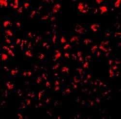 Invitrogen Eotaxin Polyclonal Antibody 100 &mu;g; Unconjugated:Antibodies,