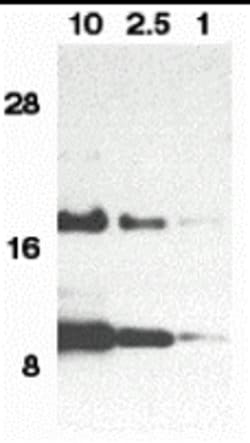 Invitrogen Eotaxin Polyclonal Antibody 100 &mu;g; Unconjugated:Antibodies,