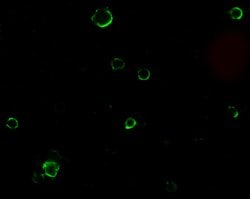 Invitrogen ADAM17 Polyclonal Antibody 100 &mu;g; Unconjugated:Antibodies,