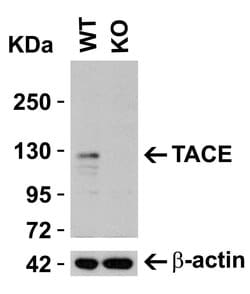 Invitrogen ADAM17 Polyclonal Antibody 100 &mu;g; Unconjugated:Antibodies,