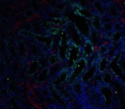 Invitrogen GFR alpha-3 Polyclonal Antibody 100 &mu;g; Unconjugated:Antibodies,