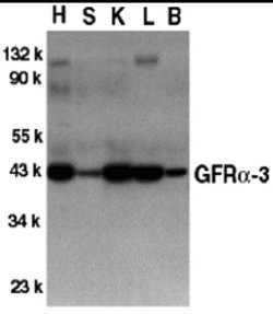 Invitrogen GFR alpha-3 Polyclonal Antibody 100 &mu;g; Unconjugated:Antibodies,