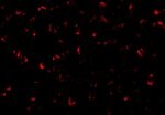 Thumbnail_ASK1 Polyclonal Antibody, Invitrogen 100 &mu;g; Unconjugated:Antibodies,