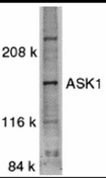 Thumbnail_ASK1 Polyclonal Antibody, Invitrogen 100 &mu;g; Unconjugated:Antibodies,