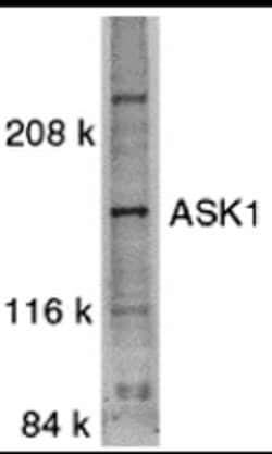 ASK1 Polyclonal Antibody, Invitrogen 100 &mu;g; Unconjugated:Antibodies,