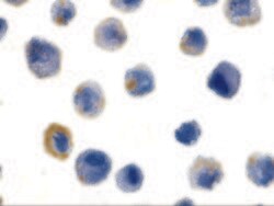 Invitrogen FLIP Polyclonal Antibody 100 &mu;g; Unconjugated:Antibodies,