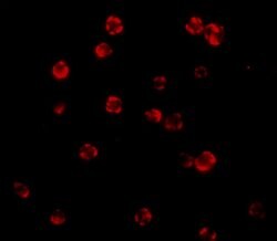 Invitrogen FLIP Polyclonal Antibody 100 &mu;g; Unconjugated:Antibodies,