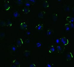 Invitrogen TRAIL-R2 (DR5) Polyclonal Antibody 100 &mu;g; Unconjugated:Antibodies,