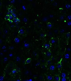 Invitrogen TRAIL-R2 (DR5) Polyclonal Antibody 100 &mu;g; Unconjugated:Antibodies,