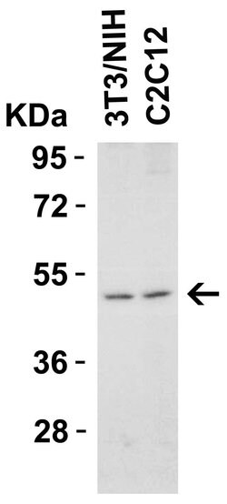 Invitrogen TRAIL-R2 (DR5) Polyclonal Antibody 100 &mu;g; Unconjugated:Antibodies,