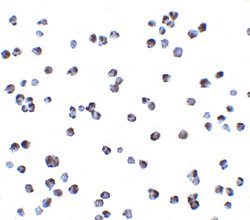 Invitrogen IKK alpha Polyclonal Antibody 100 &mu;g | Buy Online | Invitrogen&trade; | Fisher Scientific