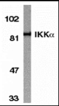 Invitrogen IKK alpha Polyclonal Antibody 100 &mu;g | Buy Online | Invitrogen&trade; | Fisher Scientific