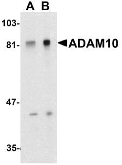 Invitrogen ADAM10 Polyclonal Antibody 100 &mu;g; Unconjugated:Antibodies,