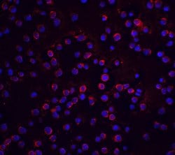 Invitrogen FLIP Polyclonal Antibody 100 &mu;g; Unconjugated:Antibodies,
