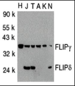 Invitrogen FLIP Polyclonal Antibody 100 &mu;g; Unconjugated:Antibodies,
