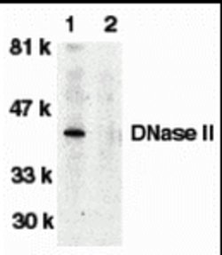 Invitrogen DNase II Polyclonal Antibody 100 &mu;g; Unconjugated:Antibodies,