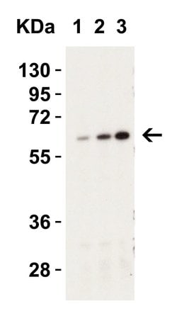 Invitrogen Caspase 9 Polyclonal Antibody 100 &mu;g | Buy Online | Invitrogen&trade; | Fisher Scientific