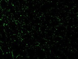 Invitrogen CIDEA Polyclonal Antibody 100 &mu;g; Unconjugated:Antibodies,