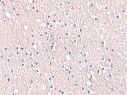 Invitrogen CIDEA Polyclonal Antibody 100 &mu;g; Unconjugated:Antibodies,