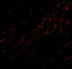 Invitrogen CIDEA Polyclonal Antibody 100 &mu;g; Unconjugated:Antibodies,