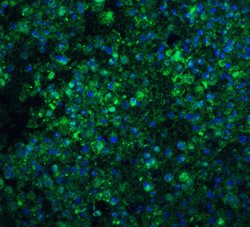 Invitrogen CIDEA Polyclonal Antibody 100 &mu;g; Unconjugated:Antibodies,