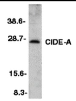 Invitrogen CIDEA Polyclonal Antibody 100 &mu;g; Unconjugated:Antibodies,
