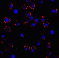 Invitrogen CX3CR1 Polyclonal Antibody 100 &mu;g; Unconjugated:Antibodies,
